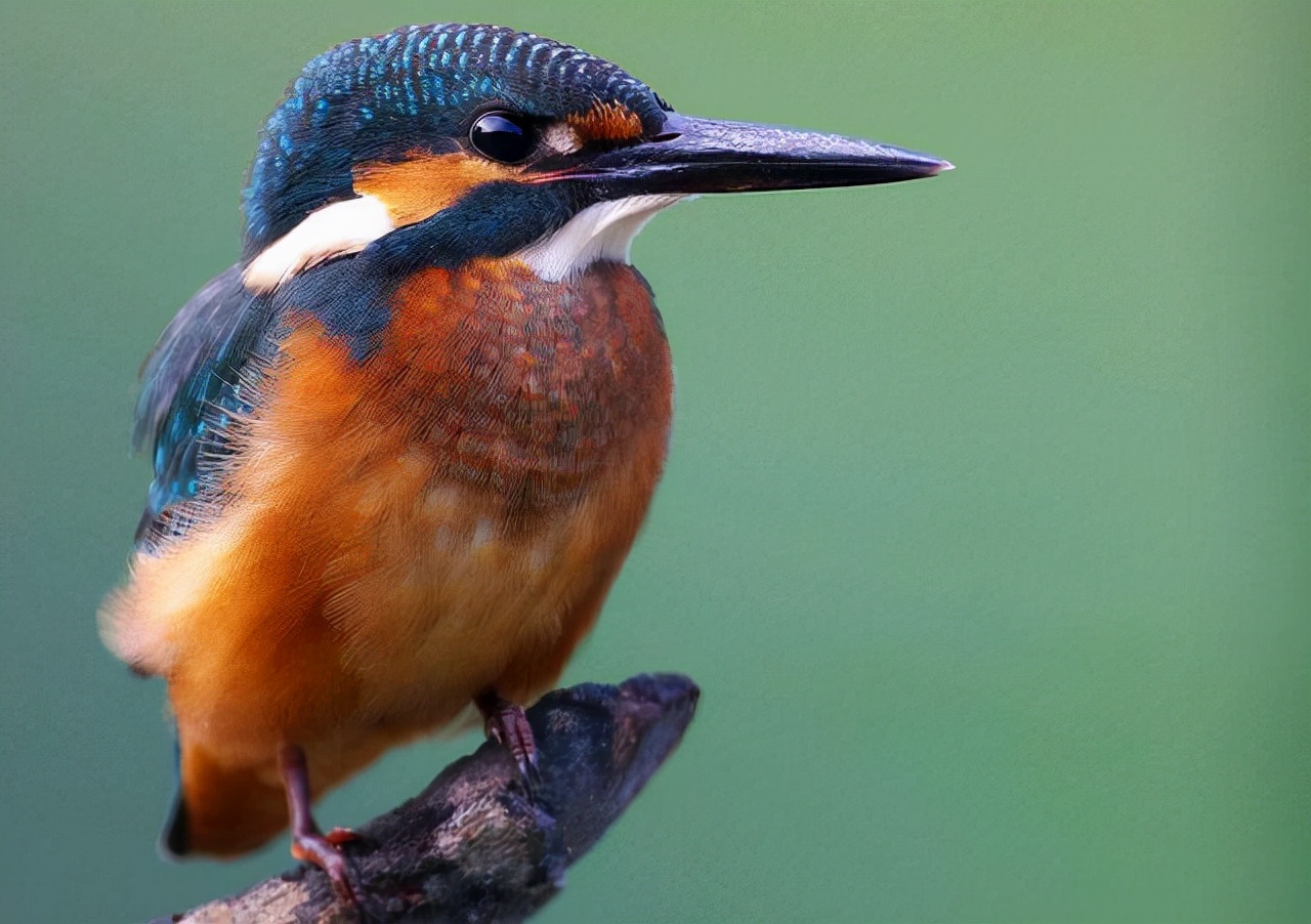 内部审计应该分析哪些财务数据,审计基础与实务银行存款审计