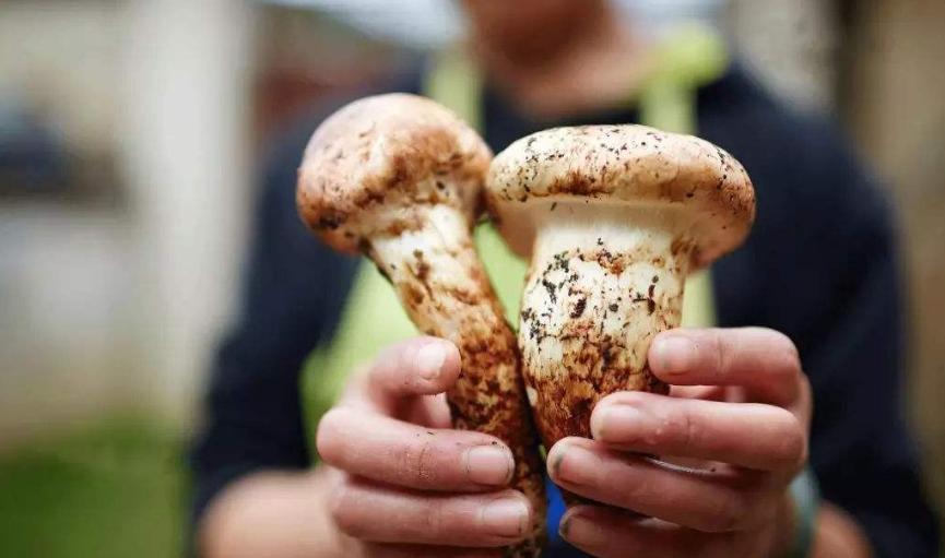 松茸在日本怎么吃,松茸一般怎么吃比较好