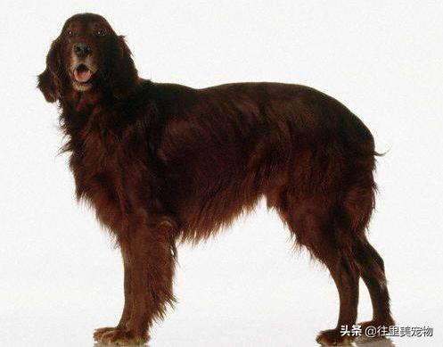 犬舍怎么挑选金毛狗狗呢,金毛宠物怎么样养活