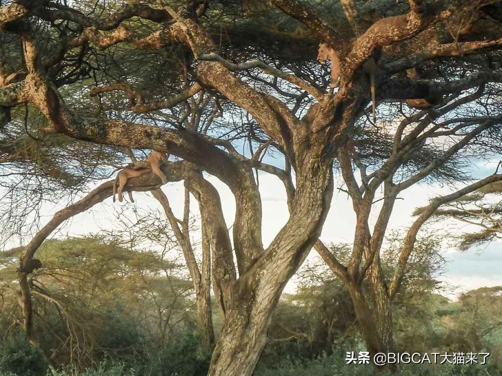 精子异常，雄狮不得不和母亲女儿交配，这个狮群深陷*亲近**繁殖困境