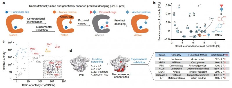 Nature:北京大学陈鹏和王初组发现生物系统近端衰变蛋白激活方法