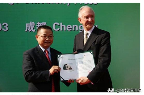 想养一只大熊猫有多不容易,怎么样能养大熊猫