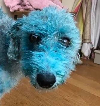 鐙楀瓙鎶婅嚜宸辩帺鎬ヤ簡,鐙楀瓙鎶婁富浜哄紕宕╂簝