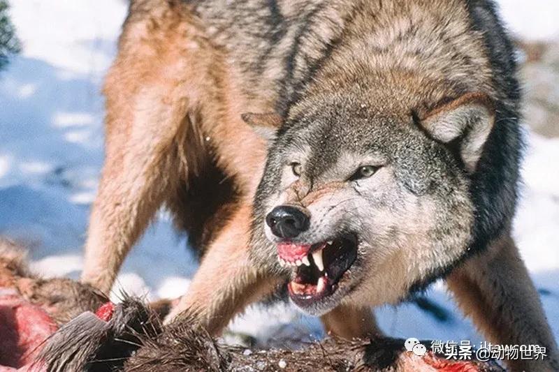 出游在外小心不要被动物吃掉哦