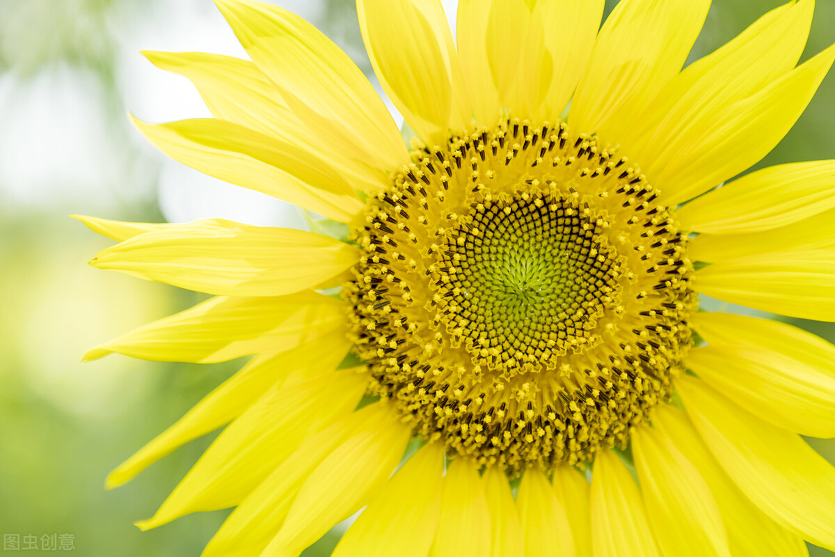 小孩打新冠疫苗发烧怎么办,儿童打过新冠疫苗发烧了怎么办