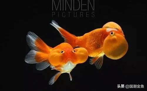最有特色的金鱼,传统老三样金鱼