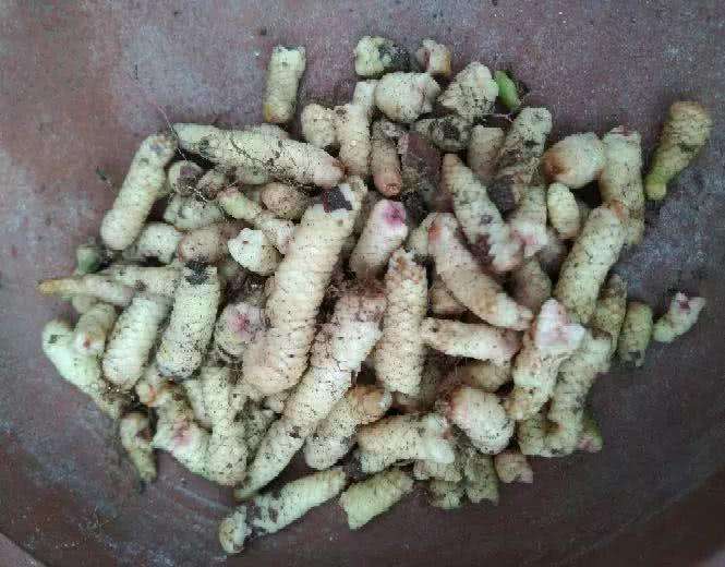 不小心打翻一盆花怎么补救,花盆土里常见有哪些虫