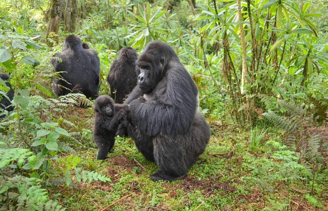 非洲小国卢旺达:与中国密切合作,经济发展快,看不到任何脏乱差
