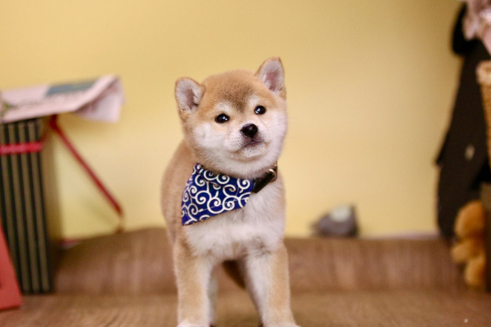 谁说月薪3000养不了柴犬？柴犬花销真的大吗？