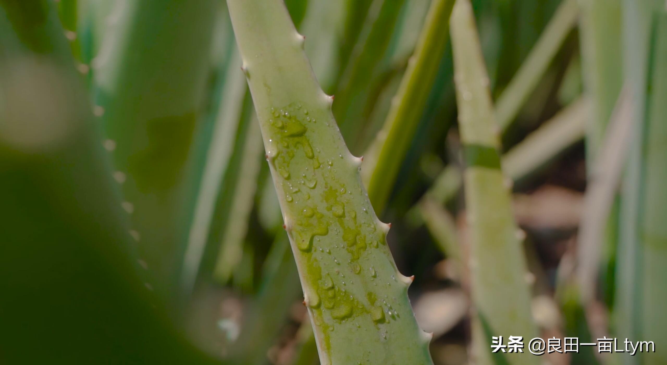 “活着的芦荟护肤品”，你来云南元江看一次芦荟海就够了