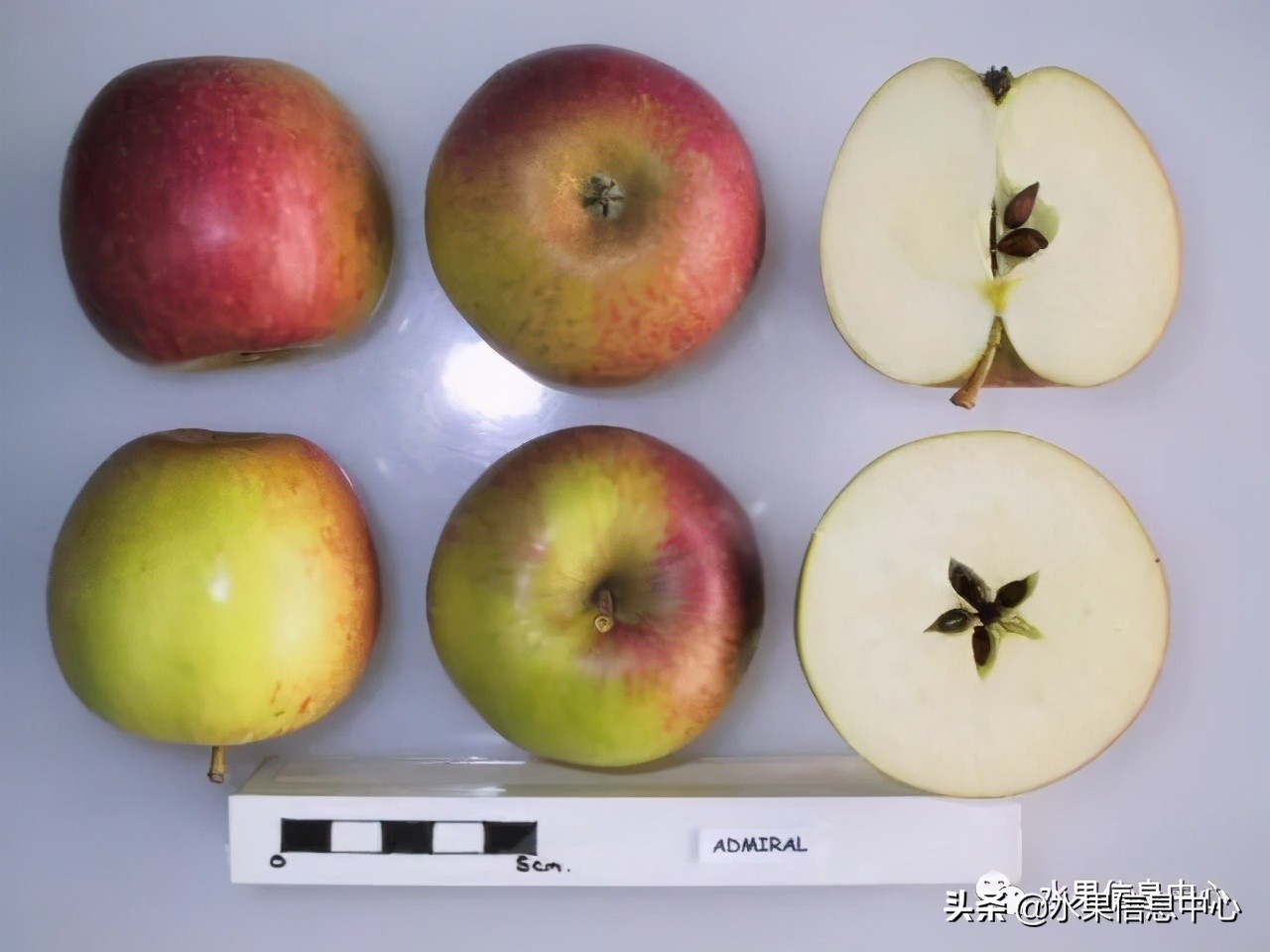 国内最好的苹果品种排行榜前十名,响富苹果和元富红苹果哪个品种好