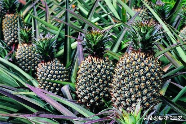 青菠萝种植技术视频,菠萝高产种植技术图