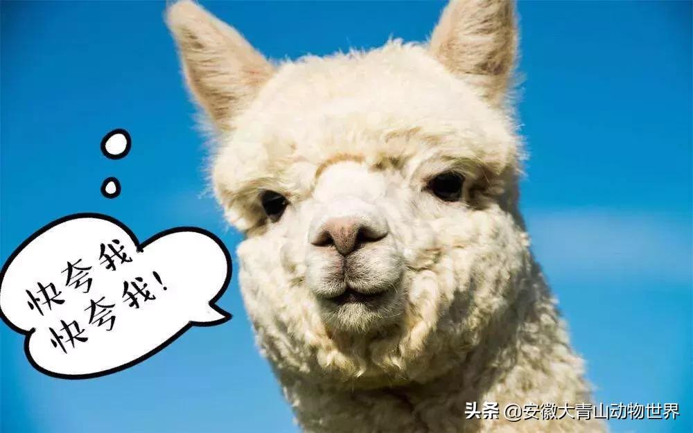 萌萌分不清楚?谁才是真正的神兽“草尼玛”