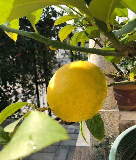 盆栽柠檬树怎么不结果,柠檬树盆栽不结果什么原因