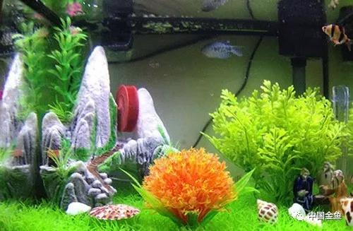 家庭养殖金鱼怎么养,饲养金鱼的正确方法
