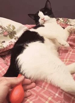 猫放一个屁，全家吃不下饭！真的好臭啊啊啊啊啊