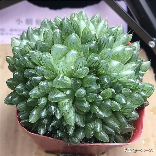 多肉十二卷的观赏价值,多肉十二卷的养护方法