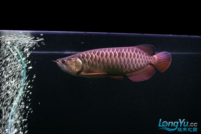 「全纪录」金龙鱼从高背到宝石到高背到B过,最终成为过背金龙鱼