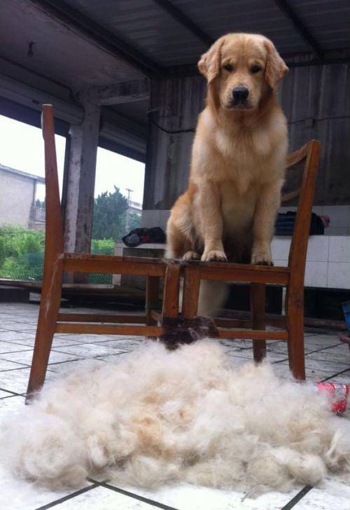 枫叶红的金毛犬的缺点,金毛犬的优点和缺点