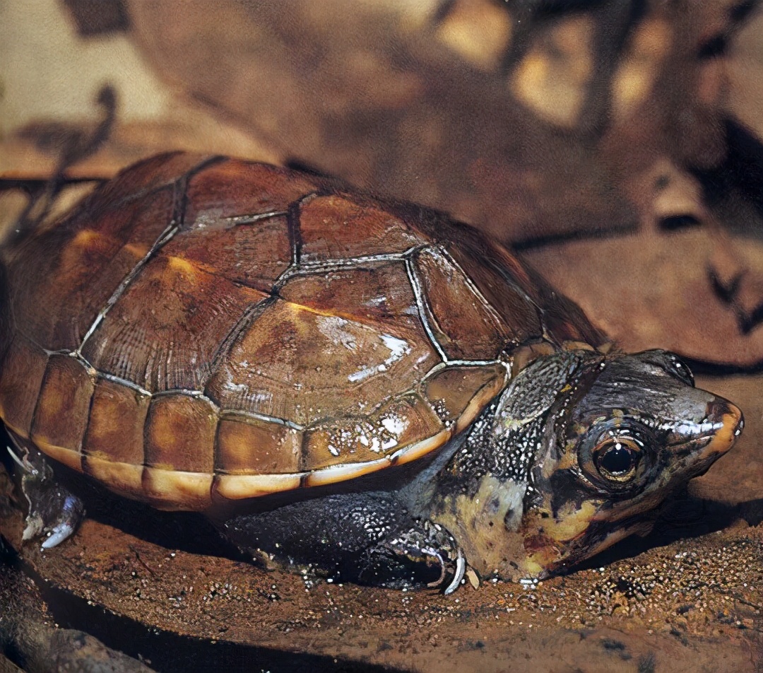 各种龟类图片大全大图,龟类展示会
