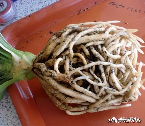 君子兰小白虫用什么家庭药处理,养了20多年的君子兰烂心了