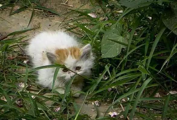 两个月的猫咪流浪猫怎么喂养,流浪猫给它一点温暖却不能养