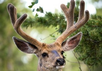 鹿茸菇怎么挑选的,好鹿茸怎么挑选