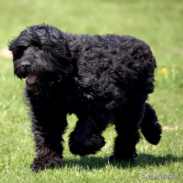 世界上昂贵的25个犬种