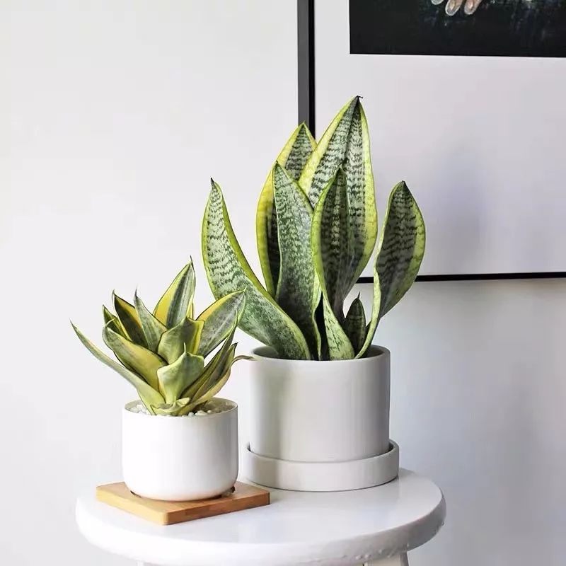 室内养的吸毒植物,20种吸毒花除甲醛