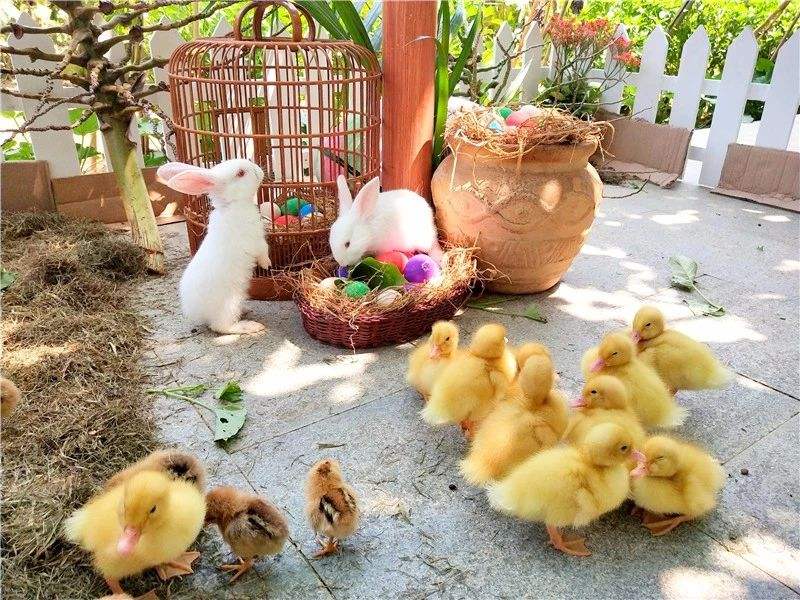 农村养殖鸭子要办什么手续,饲养鸭子的注意事项有哪些