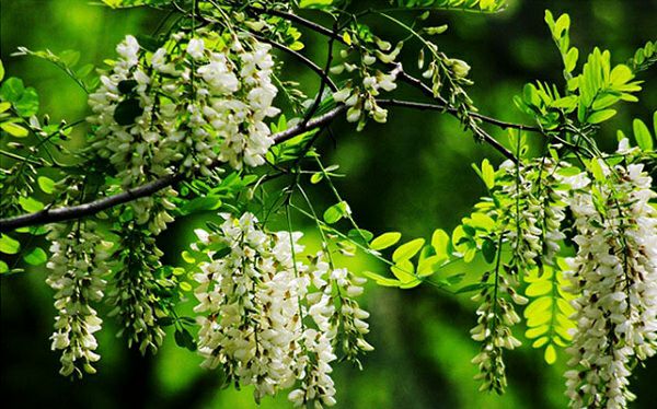 庭院栽树的讲究和忌讳,庭院种哪些树对庭院风水有利