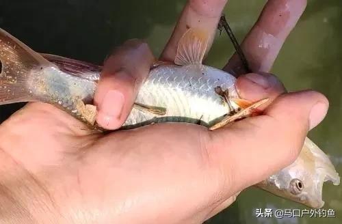 钓马口鱼的最佳方法路亚,路亚溪流钓马口鱼的最佳方法