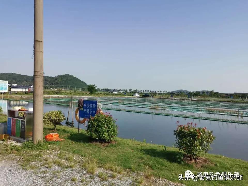 七月野钓罗非鱼,七月高温钓鱼