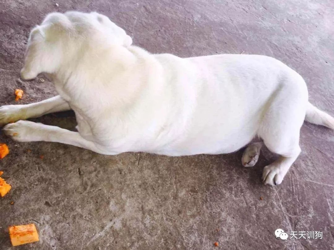 三种方法确定狗狗的最佳配种时间