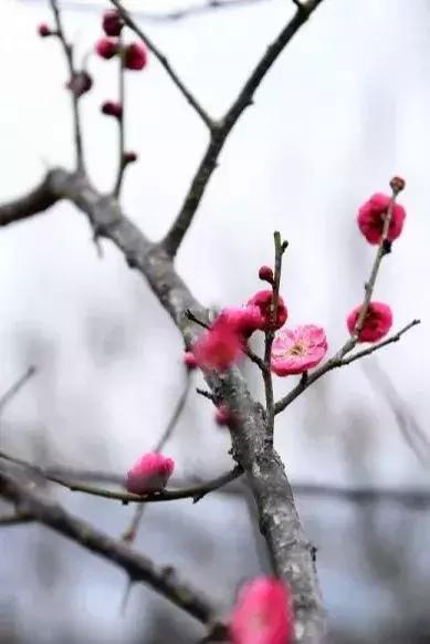 离赣州最近的森林公园还有多远,赣州最好玩的公园不要门票