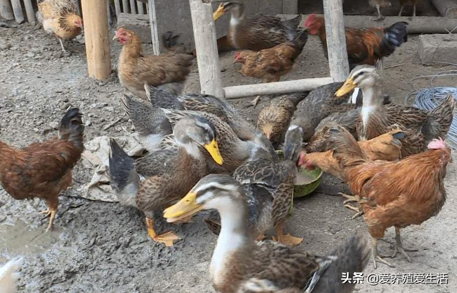 夏季霉菌感染对鸭群的侵害有哪些?最有效的小秘方一定要收藏