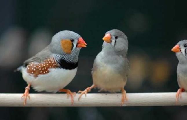 真的适合成对养！珍珠鸟这样养才更好