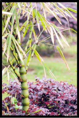 宁可食无肉不可居无竹词朗读,宁可食无肉不可居无竹带字图片