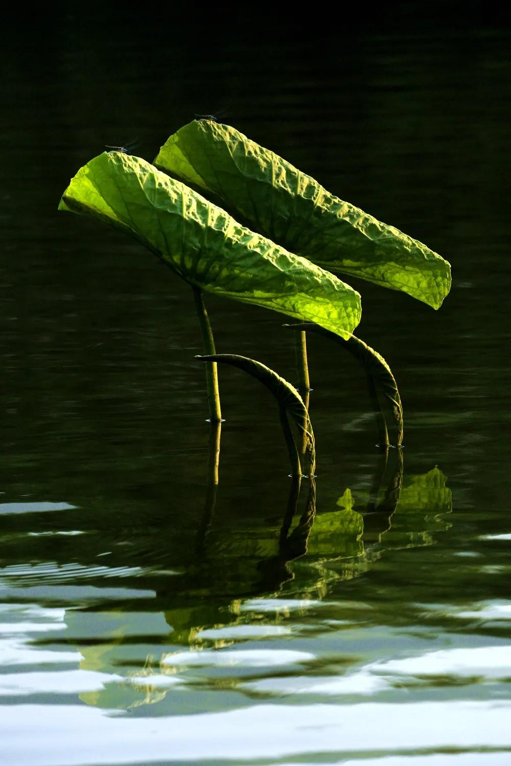 津门网金熙男：梦幻荷韵
