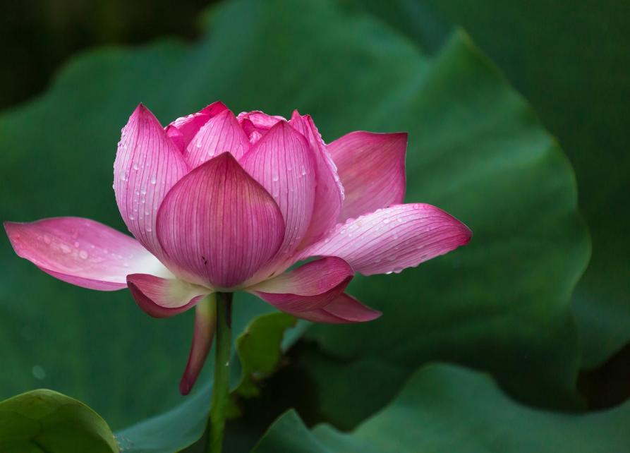 雨中观荷有情调,大观楼雨中观荷
