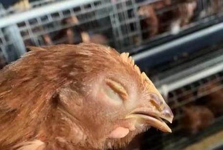 鸡痘的最佳治疗方法用什么药,治鸡痘最快的方法