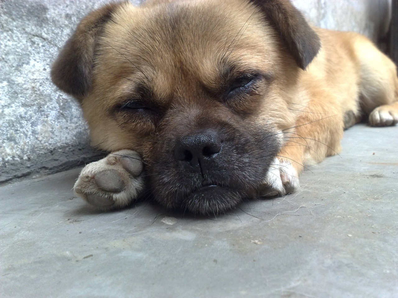 狗狗有3根胡须有什么说法 (狗狗胡子的功效和作用)