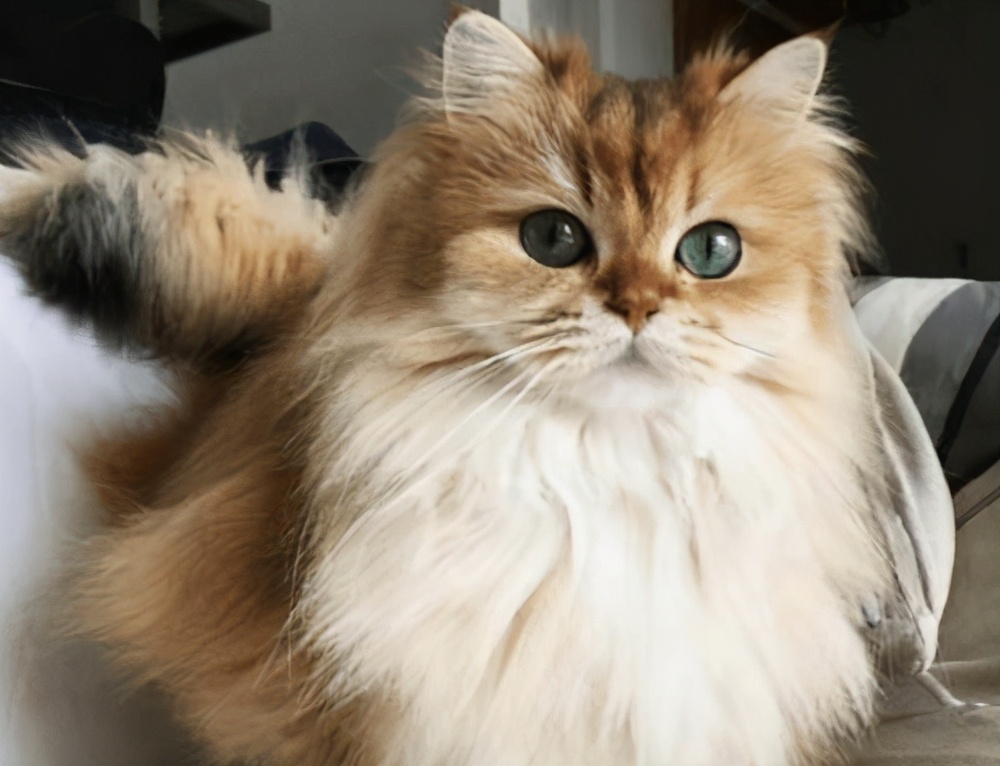 母猫排出血块是什么,母猫尿血是来月经了吗