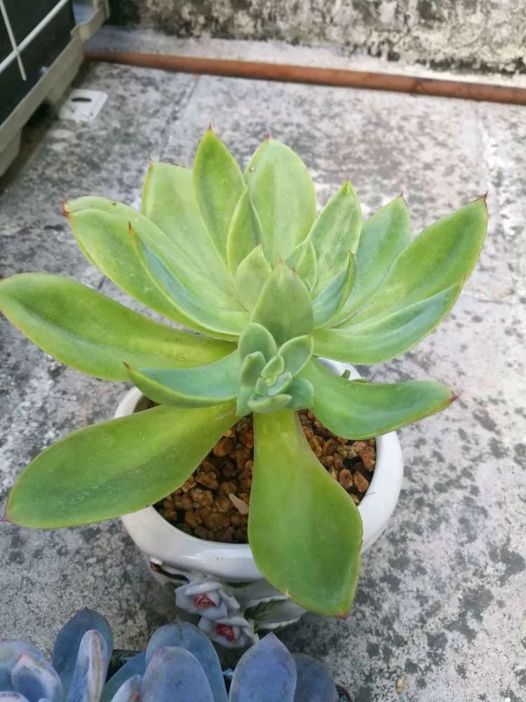 适合从小养到大的多肉,由小到大由浅入深