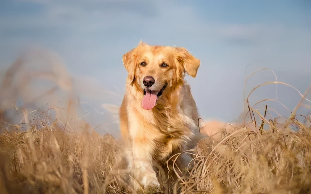 为啥金毛性格温顺,金毛的优缺点及性格介绍