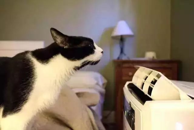 夏季猫咪吃什么,夏季猫咪用什么垫子好