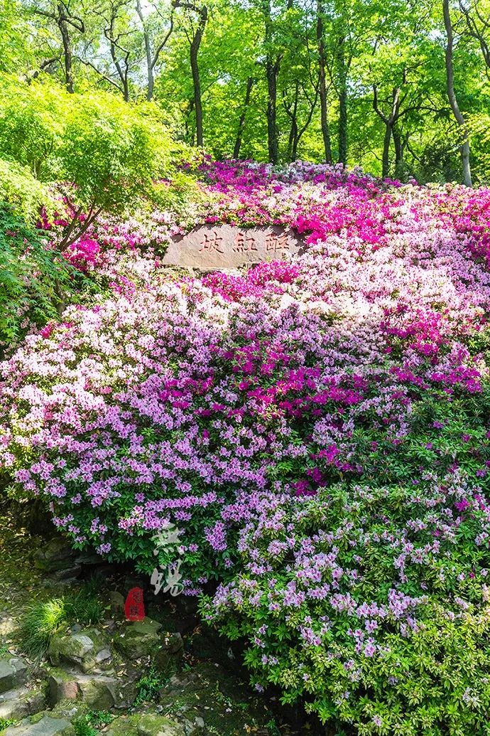 惠山古镇天下第二泉竹筒茶,惠山古镇天下第二泉