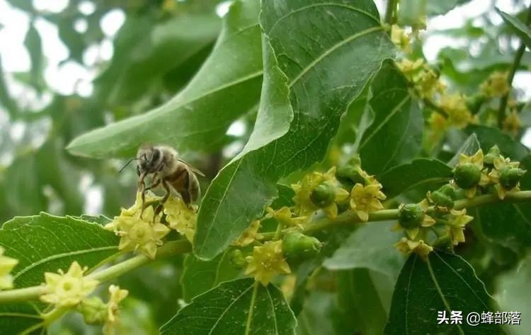 枣花蜂蜜几月份取蜜最佳,蜜蜂流蜜期多久取一次蜜