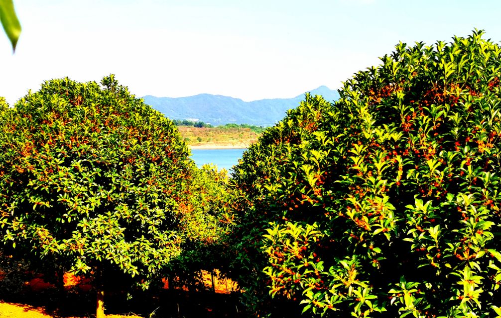 金秋十月金灿灿的桂花又香又美丽,又香又美的红桂花