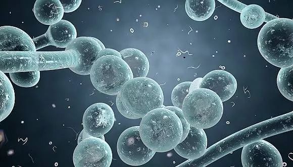 关于EGC身为铲屎官的你知多少？各种皮肤病都可能是EGC！